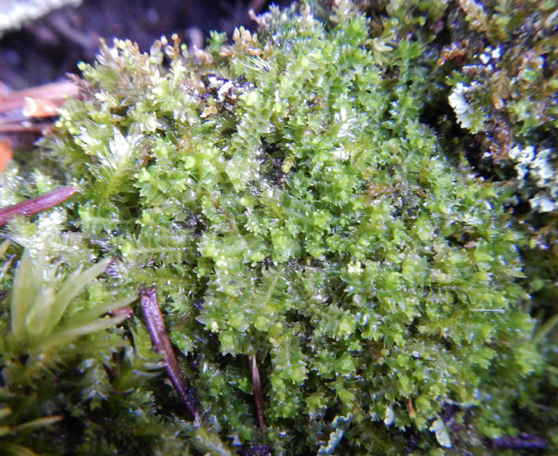 Lophozia silvicola